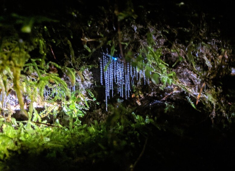 Picture 4 for Activity Rotorua: Nocturnal Glow-Worm Adventure Tour with a Guide