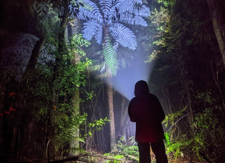 Picture 2 for Activity Rotorua: Nocturnal Glow Worm Tour with a Guide