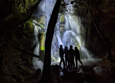 Rotorua: Nocturnal Glow-Worm Adventure Tour with a Guide