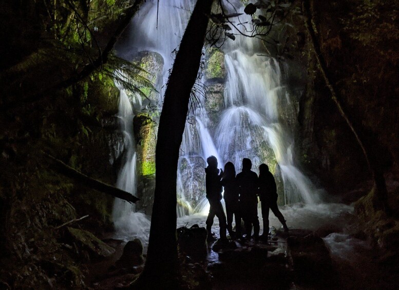 Rotorua: Nocturnal Glow Worm Tour with a Guide