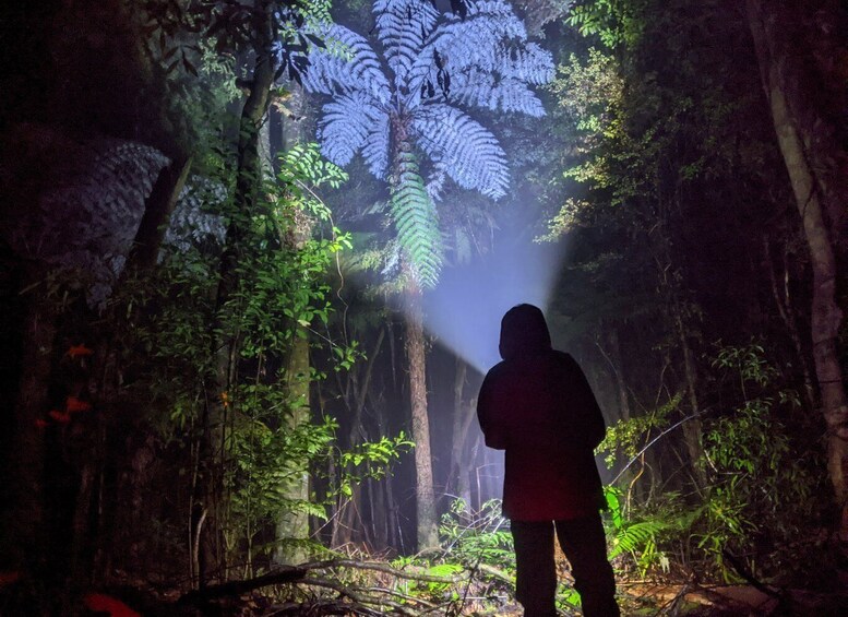 Picture 2 for Activity Rotorua: Nocturnal Glow-Worm Adventure Tour with a Guide