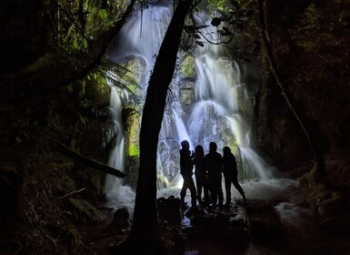 Rotorua: Nocturnal Glow-Worm Adventure Tour with a Guide