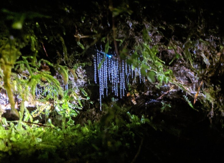 Picture 4 for Activity Rotorua: Nocturnal Glow Worm Tour with a Guide