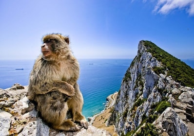 De Cadix: excursion privée d'une journée à Gibraltar et Bolonia
