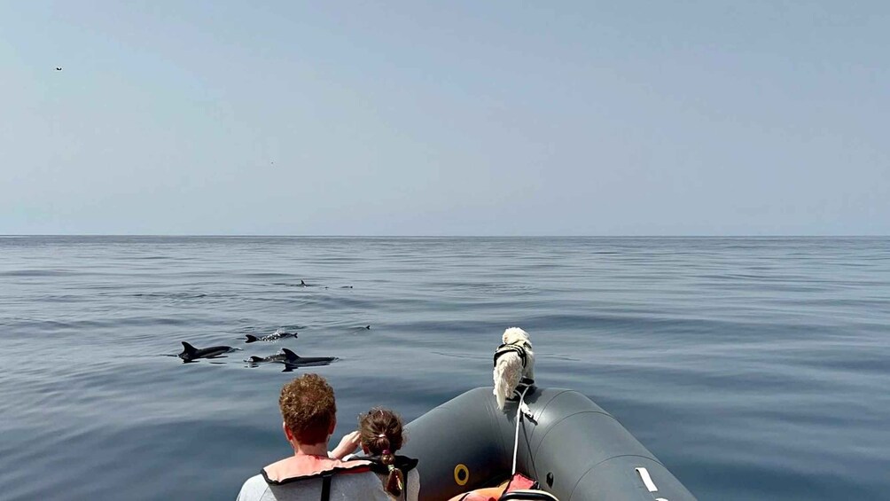 Picture 7 for Activity From Portimão:Dolphin Watch & Lagos Coastline with Biologist