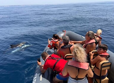 From Lagoa: Dolphins & Ponta da Piedade with biologist guide