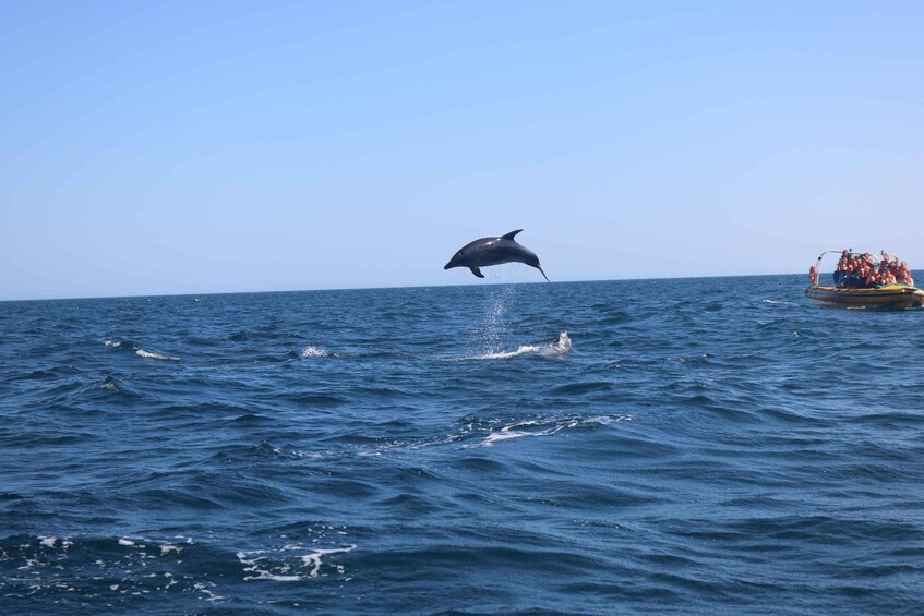 Picture 5 for Activity From Portimão:Dolphin Watch & Lagos Coastline with Biologist