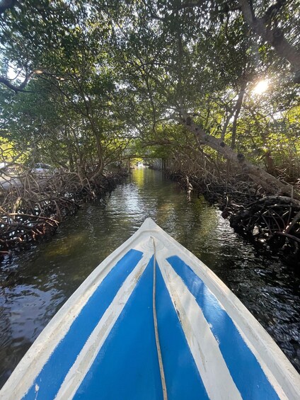 Picture 3 for Activity Roatan Mangrove Tour + Sloths