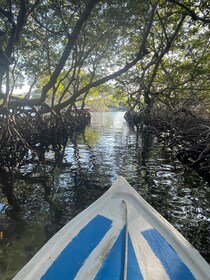 Roatan Mangrove Tour + Sloths