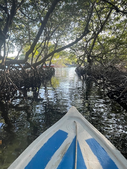 Roatan Mangrove Tour + Sloths