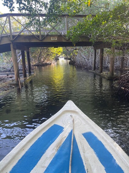 Picture 2 for Activity Roatan Mangrove Tour + Sloths