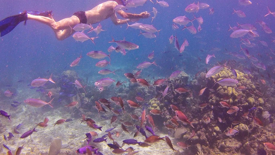 La Romana: Catalina Island Full-Day Snorkeling Tour