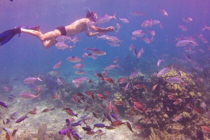 Catalina Island Full-Day Snorkelling