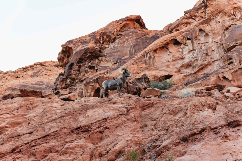 Picture 6 for Activity Las Vegas: Valley of Fire Guided Hike with Drinks and Snacks