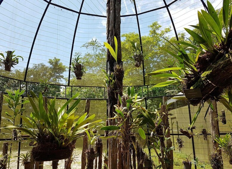 Picture 7 for Activity Manaus: MUSA and INPA Museums with Observation Tower Tour