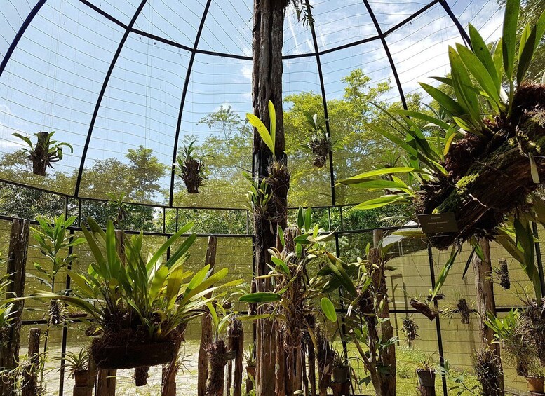 Picture 7 for Activity Manaus: MUSA and INPA Museums with Observation Tower Tour