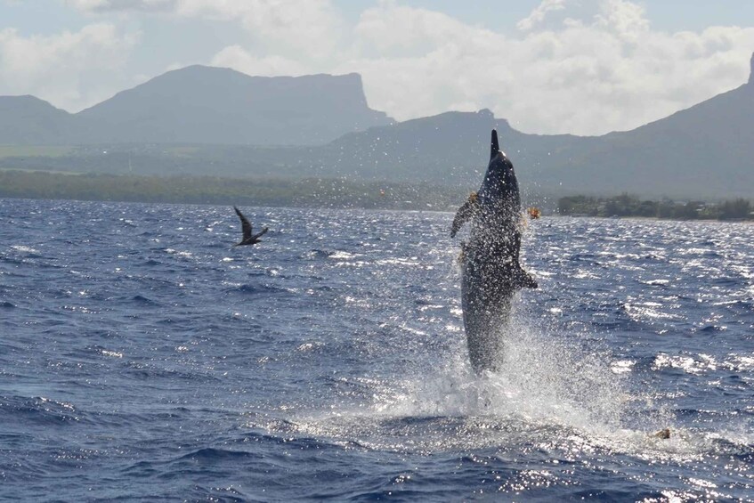 Picture 4 for Activity Tamarin: Swim & Snorkel w/ Dolphins, Lunch Benitiers island