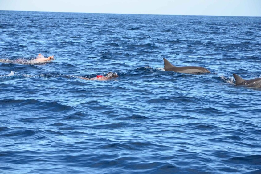 Picture 30 for Activity Tamarin: Swim & Snorkel w/ Dolphins, Lunch Benitiers island