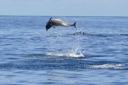 Tamarin: Swim & Snorkel w/ Dolphins, Lunch Benitiers island