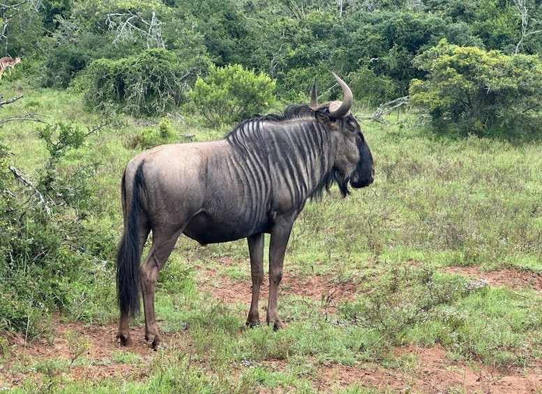 Picture 5 for Activity Port Elizabeth: Schotia Game Reserve Safari with Port Pickup