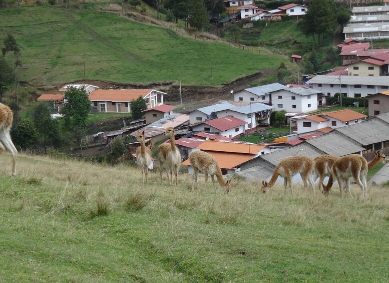 Picture 2 for Activity From Cajamarca: Porcon Farm