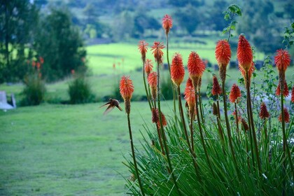 From Cajamarca: Porcon Farm