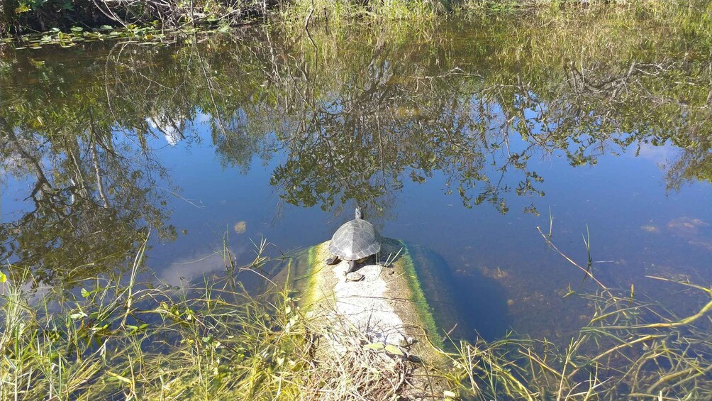 Picture 4 for Activity Miami: Everglades Airboat Ride & Guided Hike