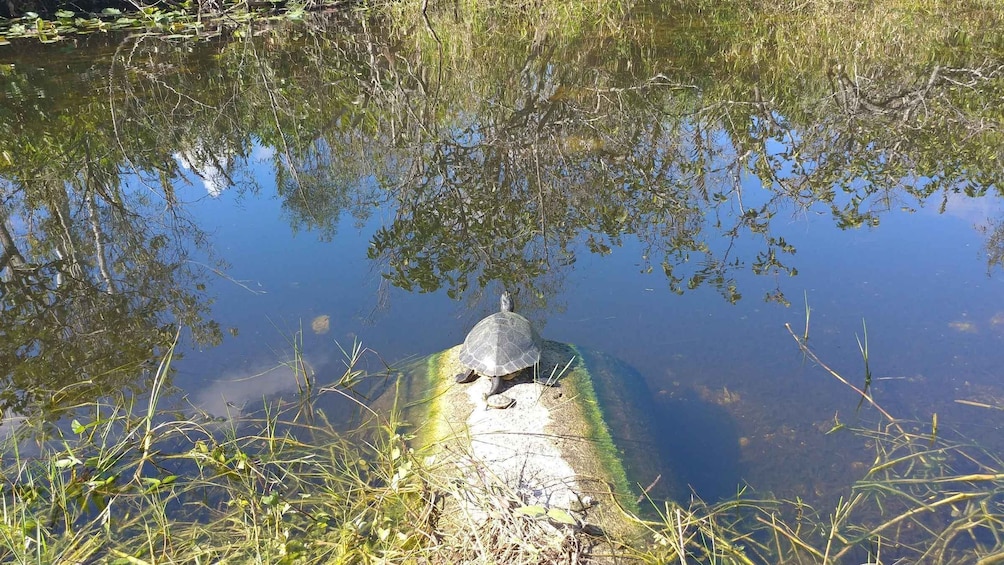 Picture 4 for Activity Everglades Airboat Ride & Guided Hike