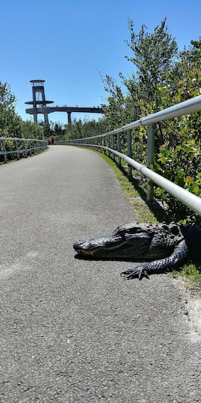 Picture 9 for Activity Everglades Airboat Ride & Guided Hike