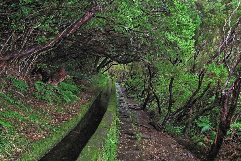 Picture 8 for Activity Madeira Walks - Rabaçal and the 25 Fountains