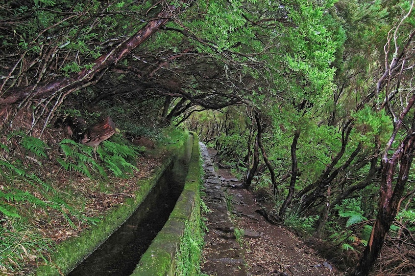 Picture 8 for Activity Madeira Walks - Rabaçal and the 25 Fountains