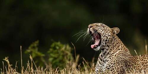 Hikkaduwa/Galle: Perjalanan Safari ke Yala & Udawalawe dengan Makan Siang