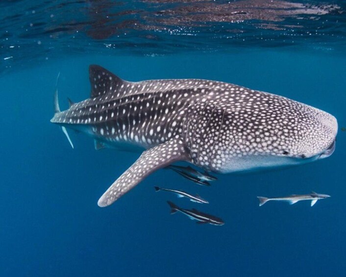 Picture 6 for Activity Sumbawa Whale Shark Tour Package