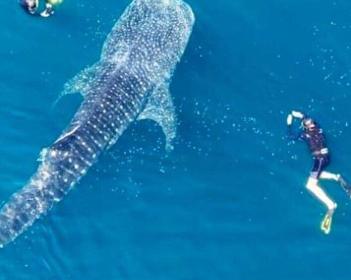 Picture 3 for Activity Sumbawa Whale Shark Tour Package