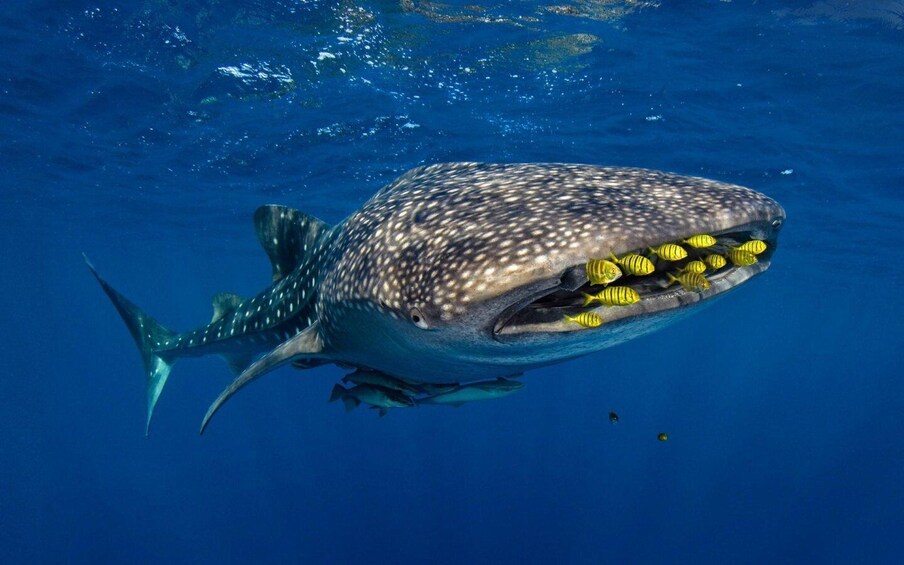 Picture 5 for Activity Sumbawa Whale Shark Tour Package