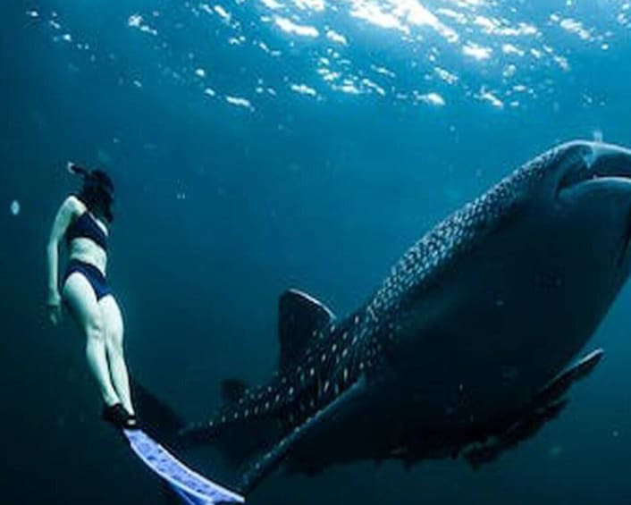 Picture 2 for Activity Sumbawa Whale Shark Tour Package