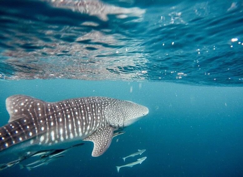 Picture 1 for Activity Sumbawa Whale Shark Tour Package