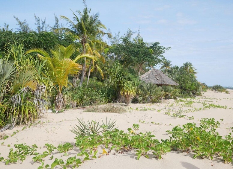 Private Dhow Cruise Lamu (Daytrip): Kipungani Beach/Kizingo