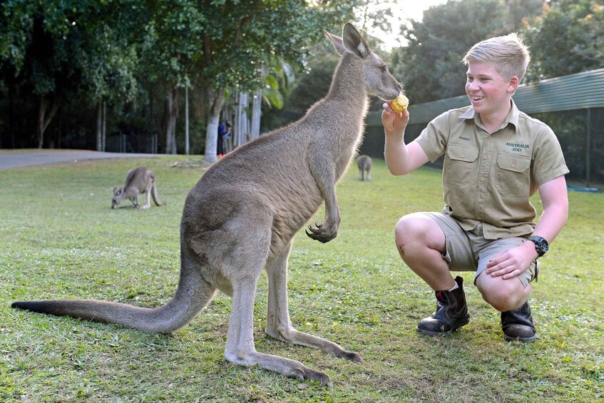 Picture 2 for Activity From Sunshine Coast: Australia Zoo Entry Ticket and Transfer