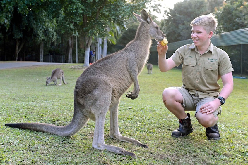 Picture 2 for Activity From Sunshine Coast: Australia Zoo Entry Ticket and Transfer