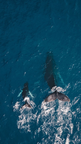 Hermanus Whale Watching Day Tour