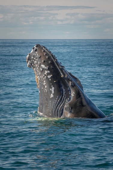 Picture 3 for Activity Hermanus Whale Watching Day Tour