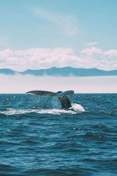 Picture 4 for Activity Hermanus Whale Watching Day Tour