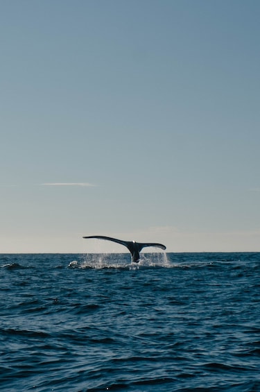 Picture 5 for Activity Hermanus Whale Watching Day Tour