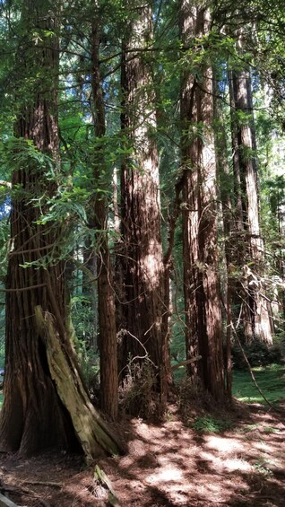 Picture 42 for Activity San Francisco: Muir Woods and Sausalito Entry Fee Included