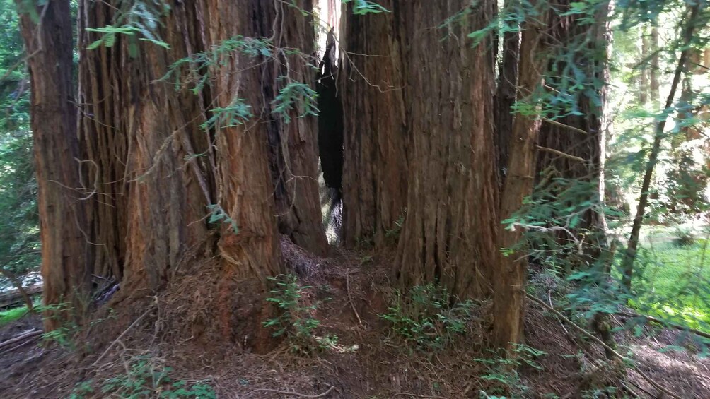 Picture 45 for Activity San Francisco: Muir Woods and Sausalito Entry Fee Included