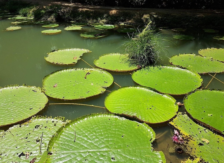 Picture 6 for Activity From Manaus: 3 or 4-Day Rio Negro & Anavilhanas River Cruise