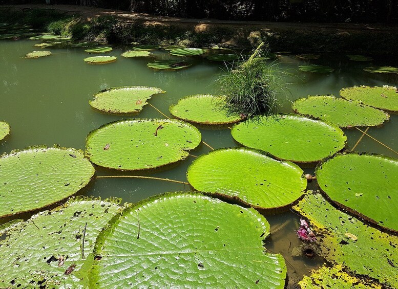 Picture 6 for Activity From Manaus: 3 or 4-Day Rio Negro & Anavilhanas River Cruise