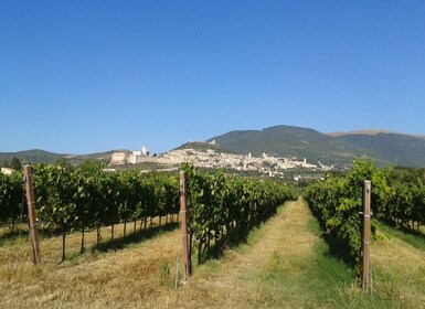 Assisi Leje af Vespa '125cc - hele dagen