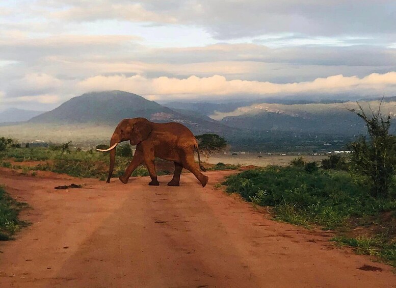 Picture 1 for Activity 3-Day From Diani Beach to Tsavo West and Tsavo East